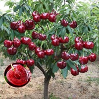 車?yán)遄訕?shù)苗櫻桃樹(shù)苖南方北方種植盆栽庭院果樹(shù)矮化櫻桃樹(shù)大櫻桃苗